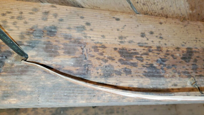 Mold in a Basement